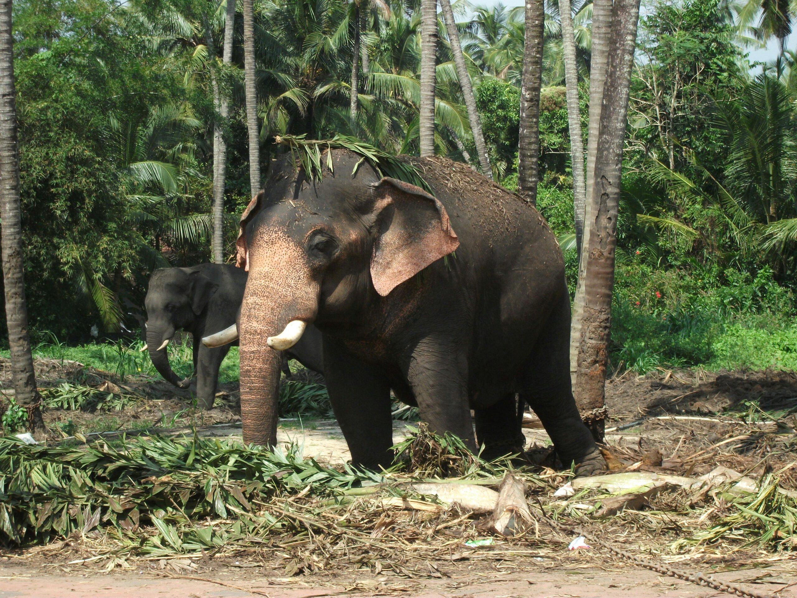 Two Indian elephants stand amidst lush tropical forest, surrounded by palm trees and vegetation.